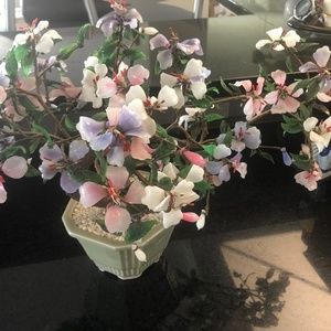 Large jade blossoms bonsai tree